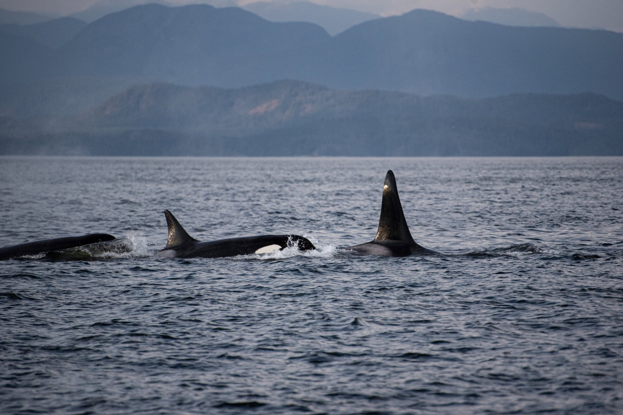 Pod of orcas