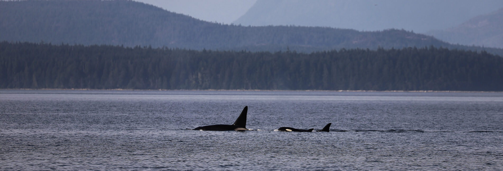Pod of orcas