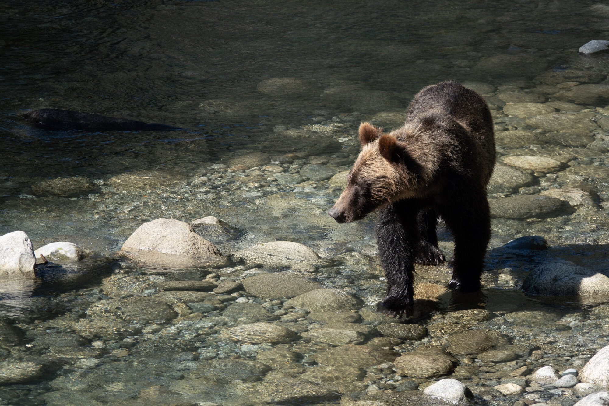 Grizzly Bear in a River