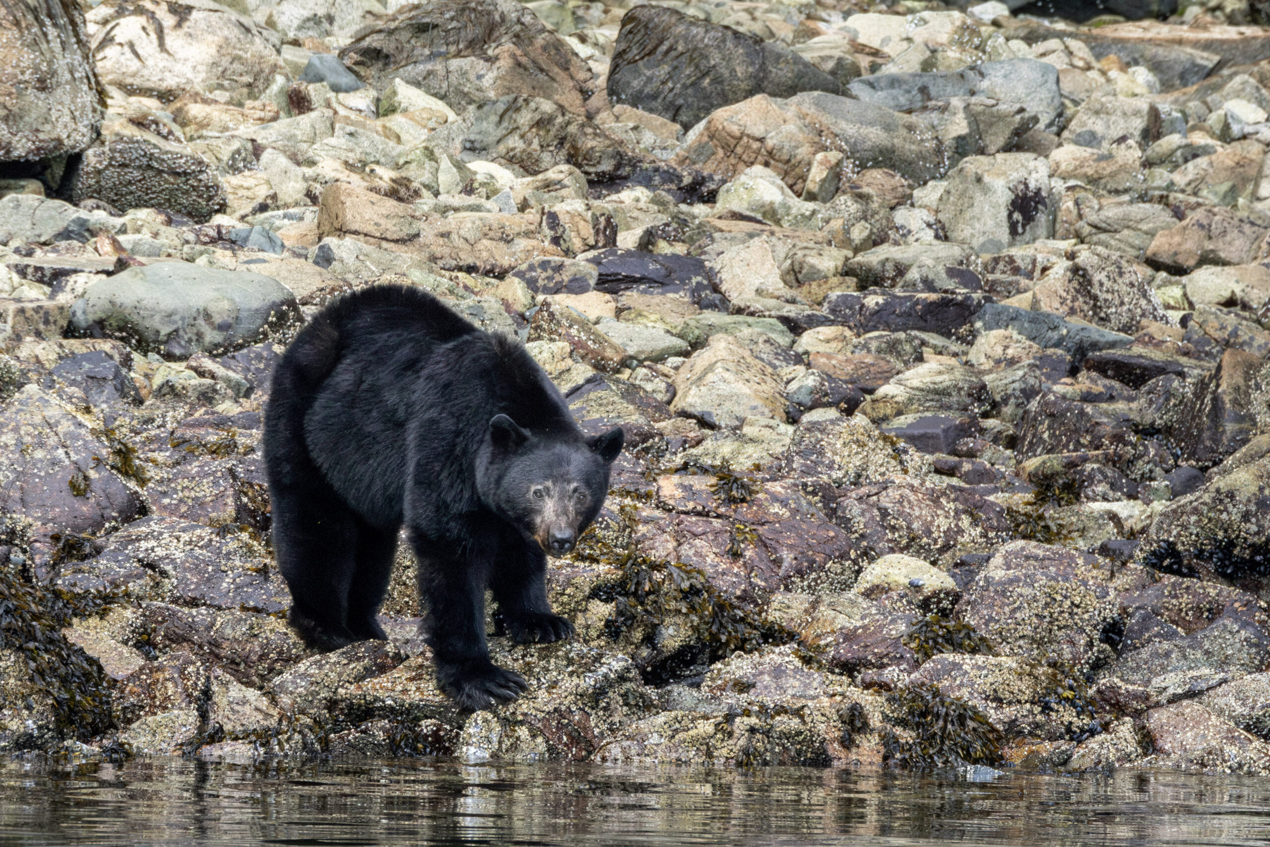 black bear foraging on a beach