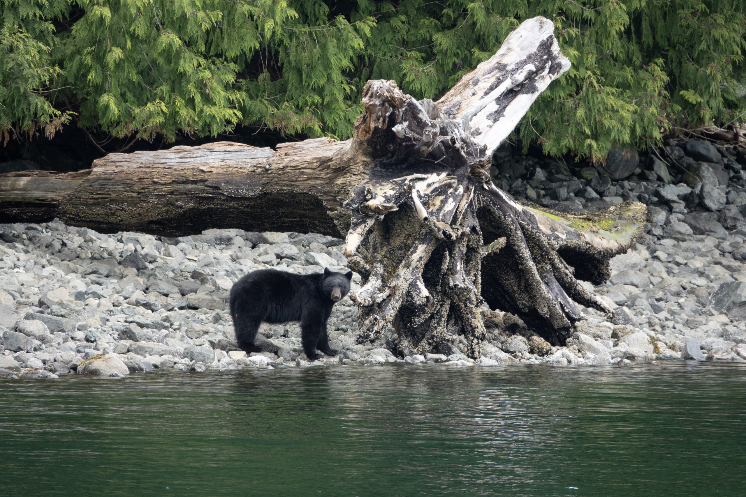 black bear on a beach with a big tree trunk