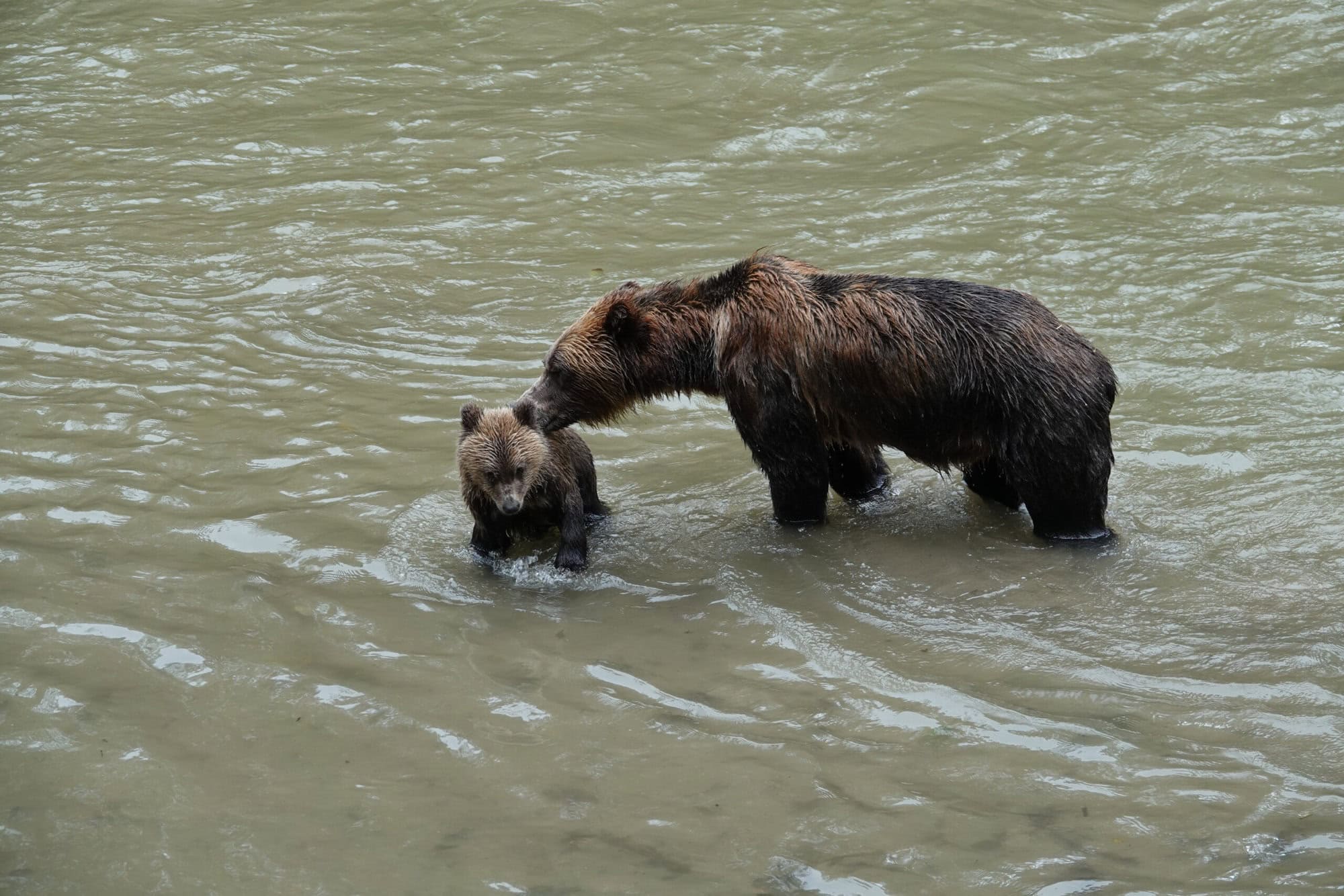 Grizzly and cub in river.