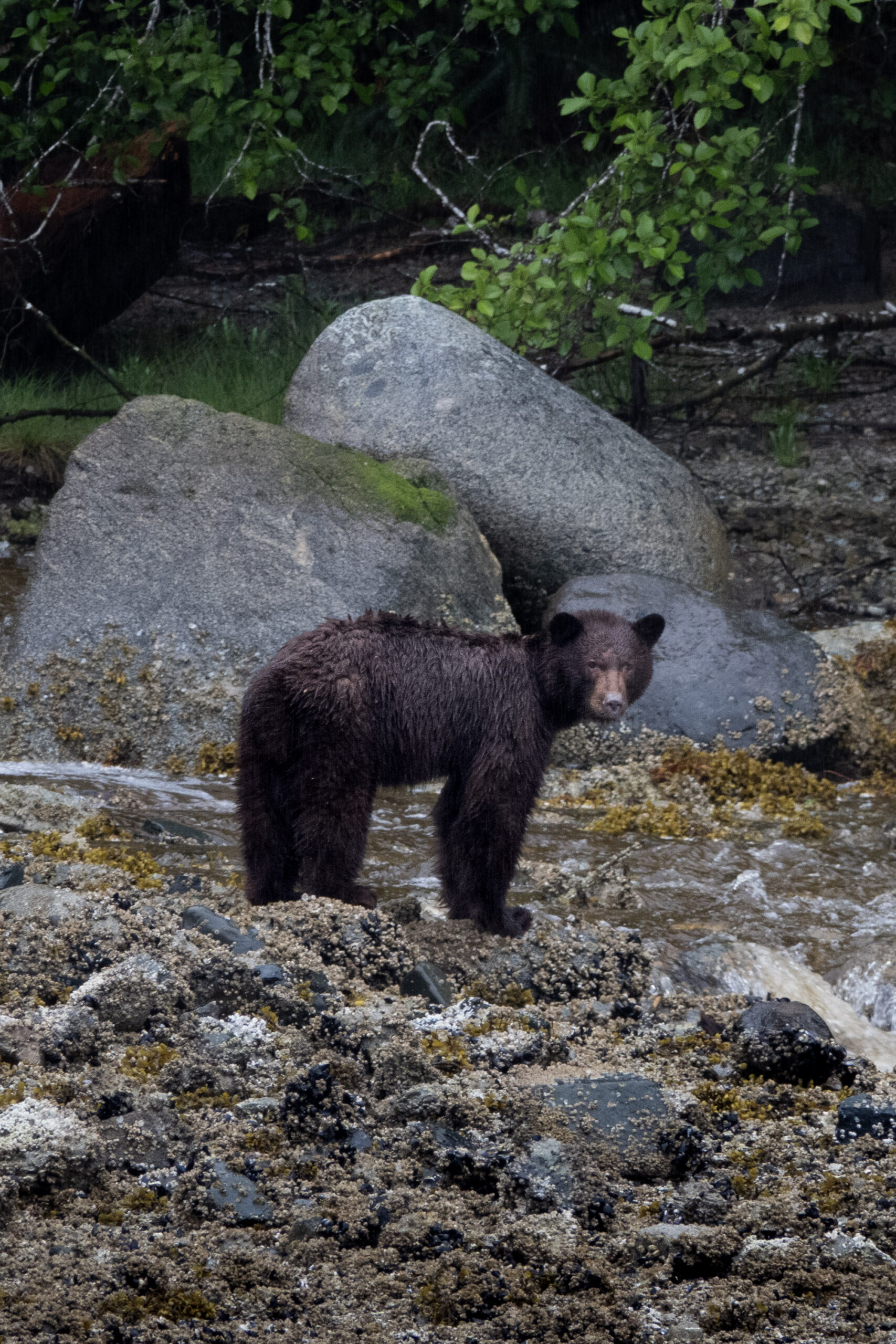 black bear on a beach