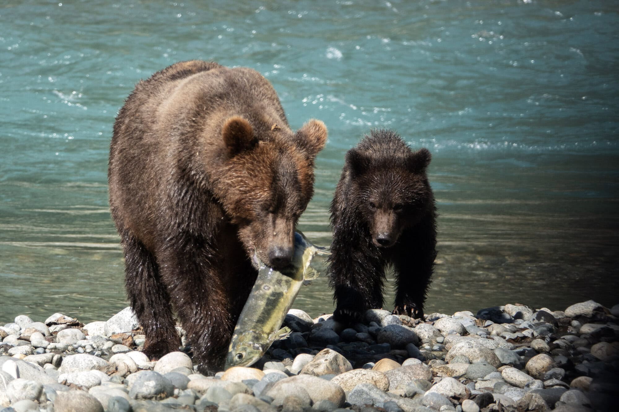 Grizzly bear sow and cub with salmon