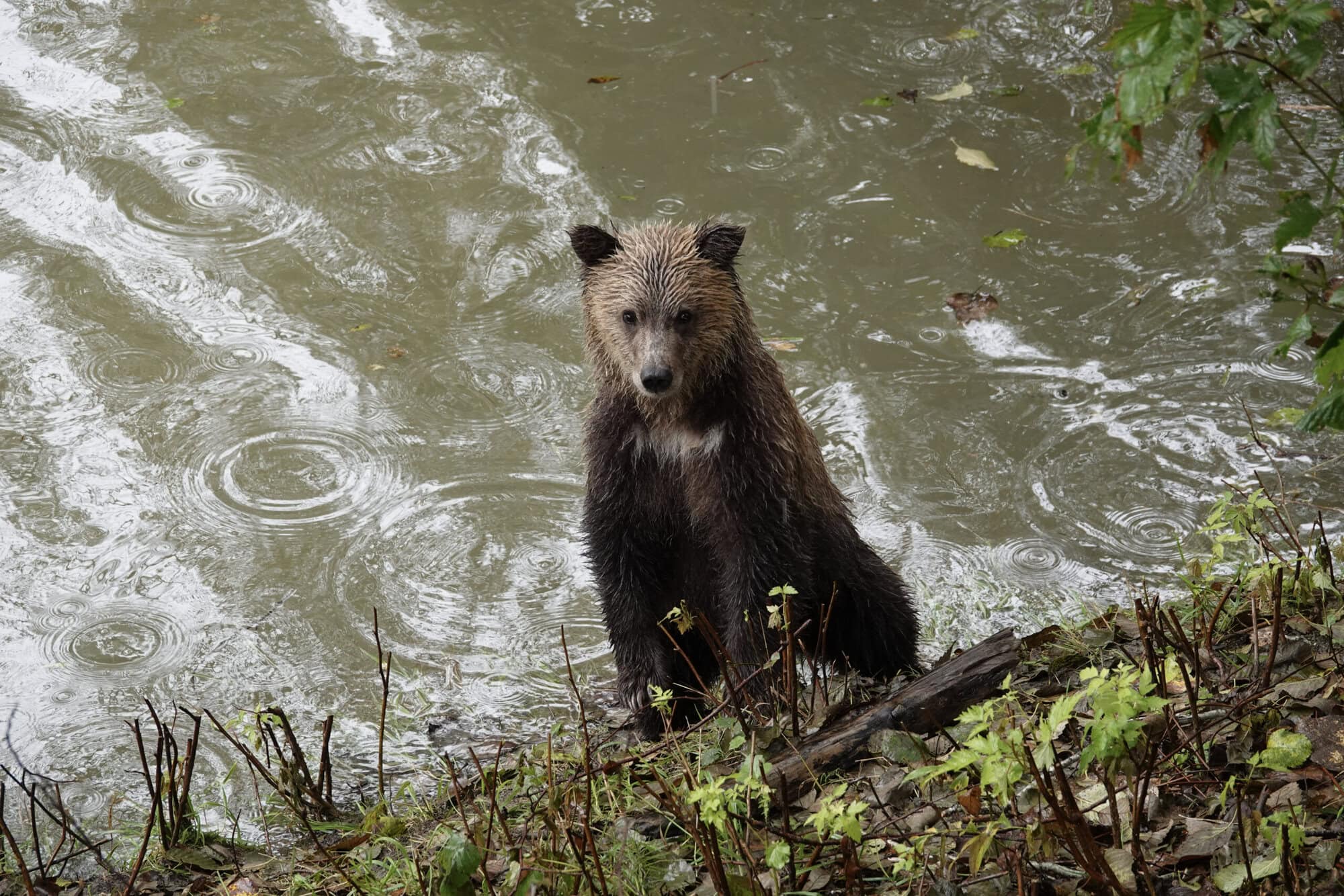 Grizzly Cub