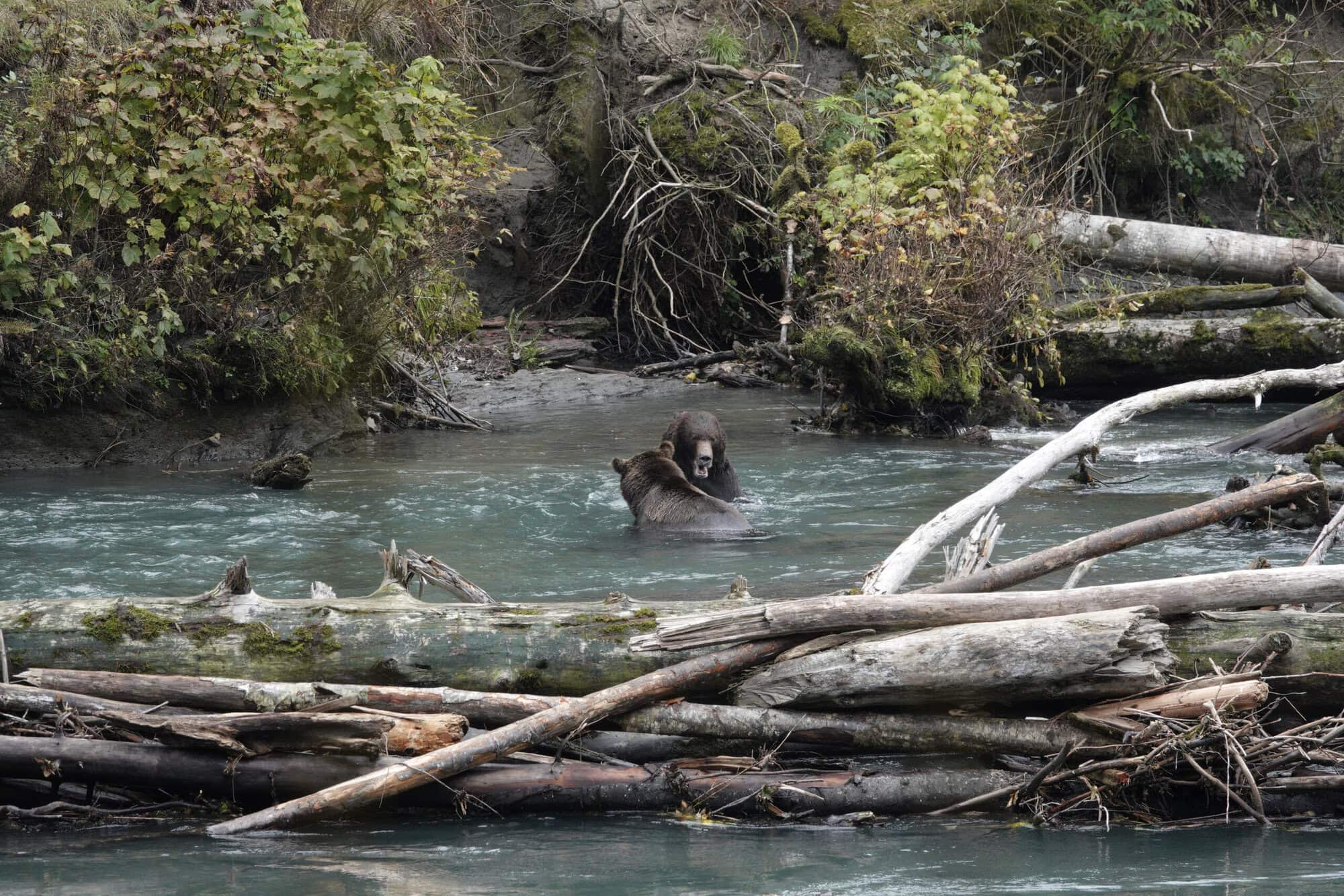 Two grizzly bears fighting