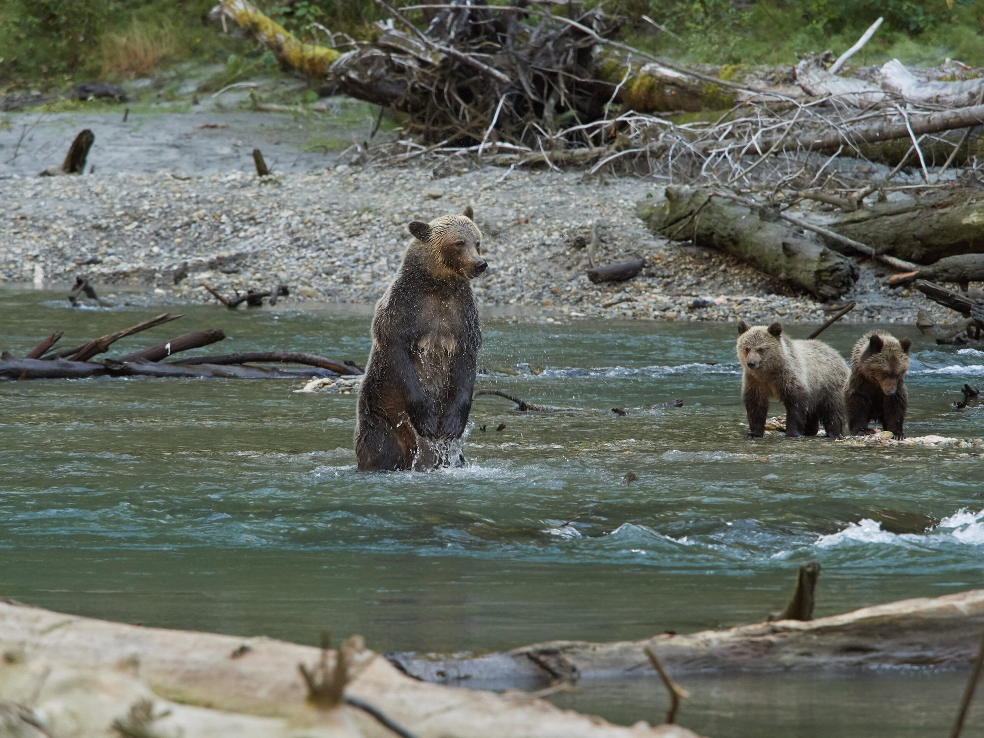 Grizzly Bear family