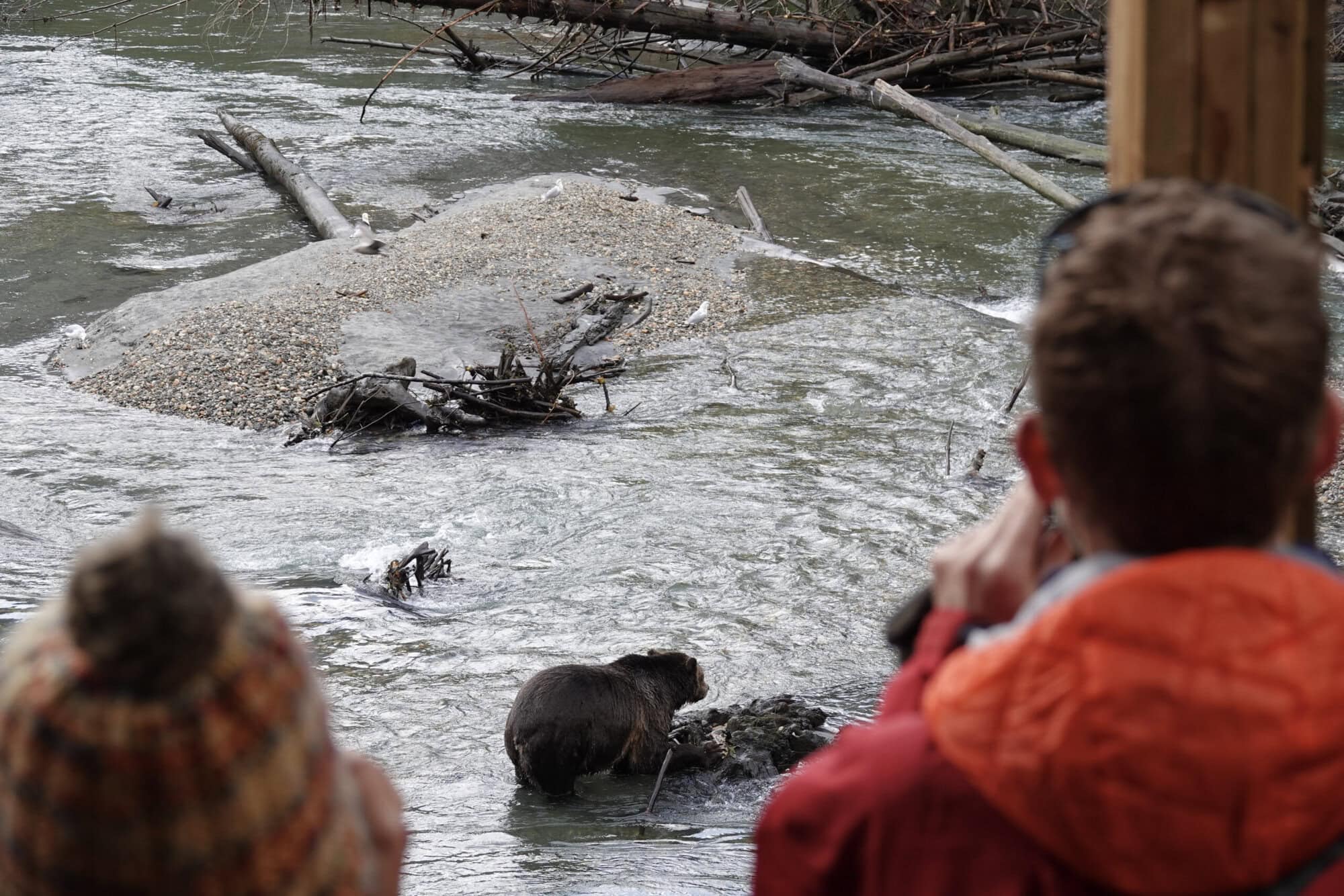 Grizzly Bears from viewing tower