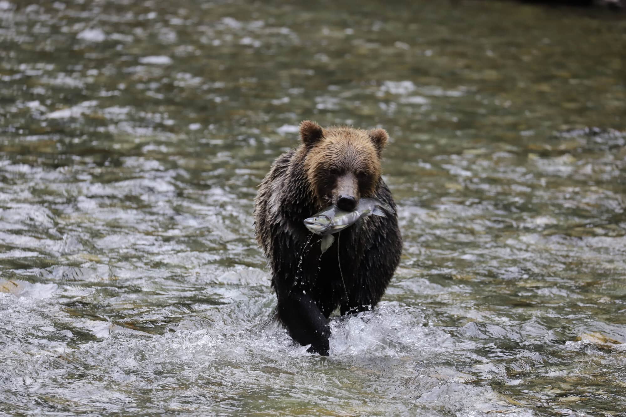 Grizzly in River