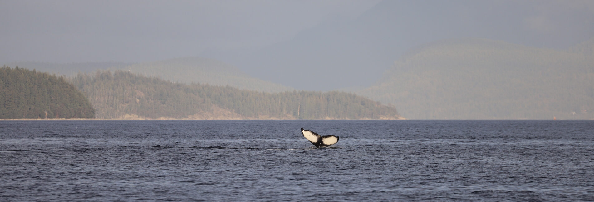 A humpback whale fluke before diving