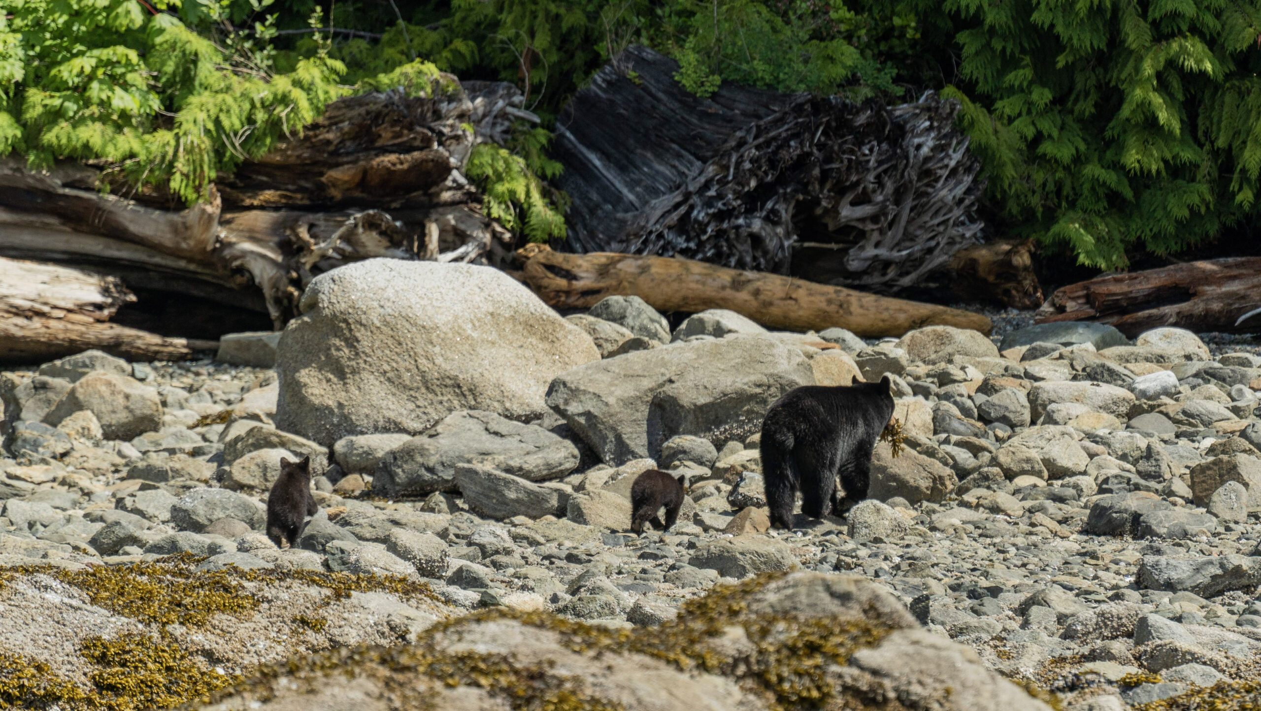 Black Bear Family walking on the beach