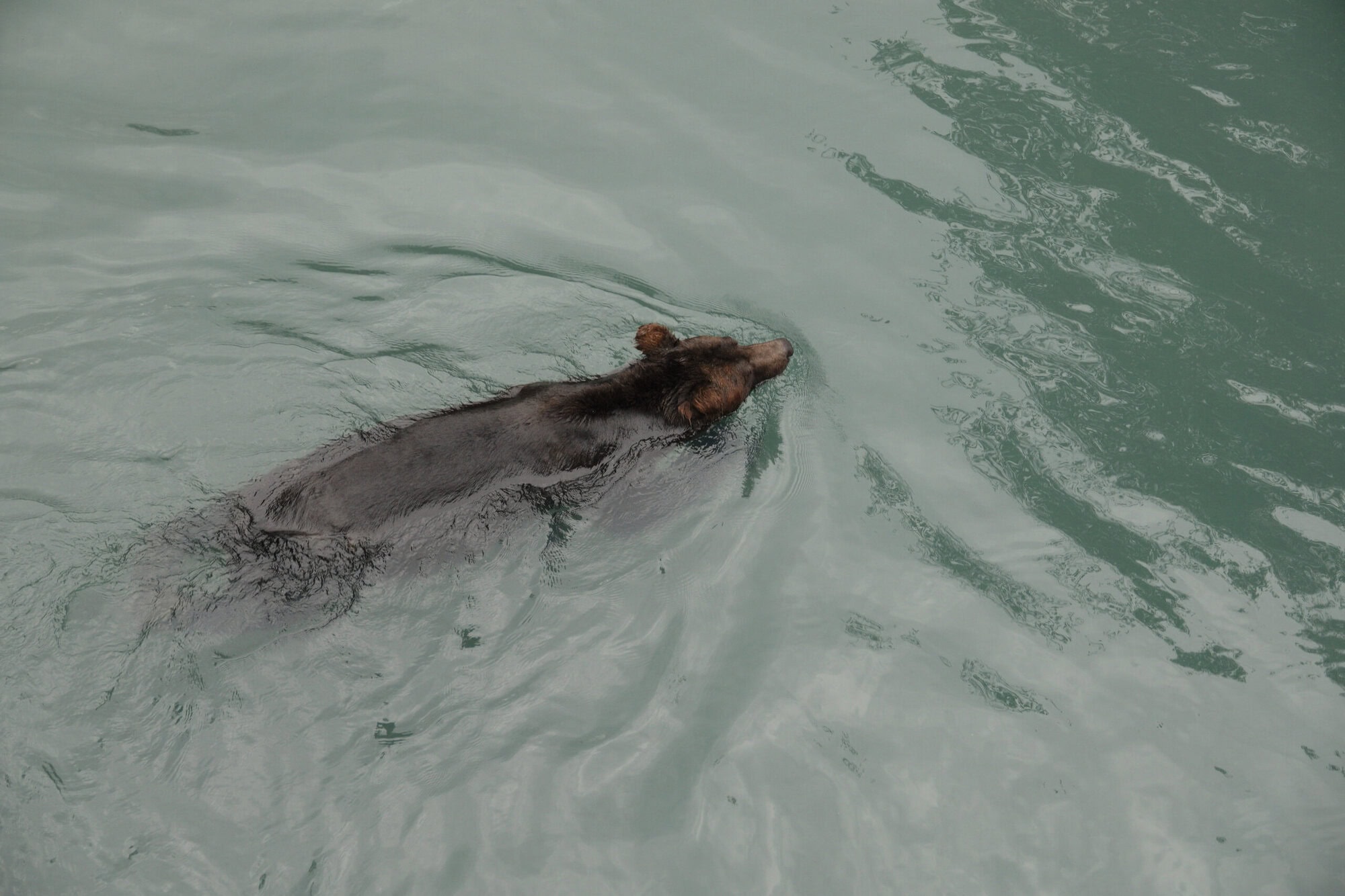 Swimming bear