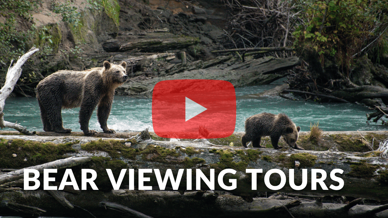Bear Tours Video Thumbnail