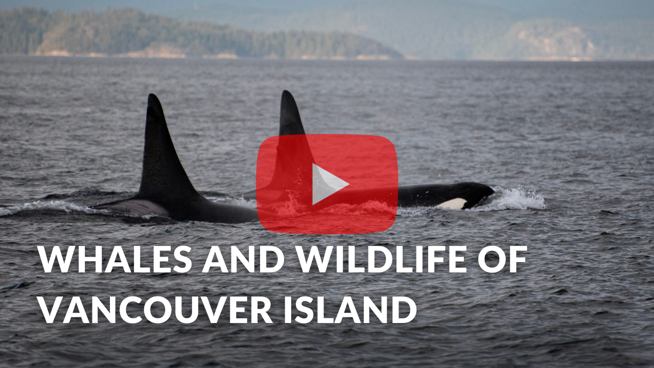 Hero Video Thumbnail