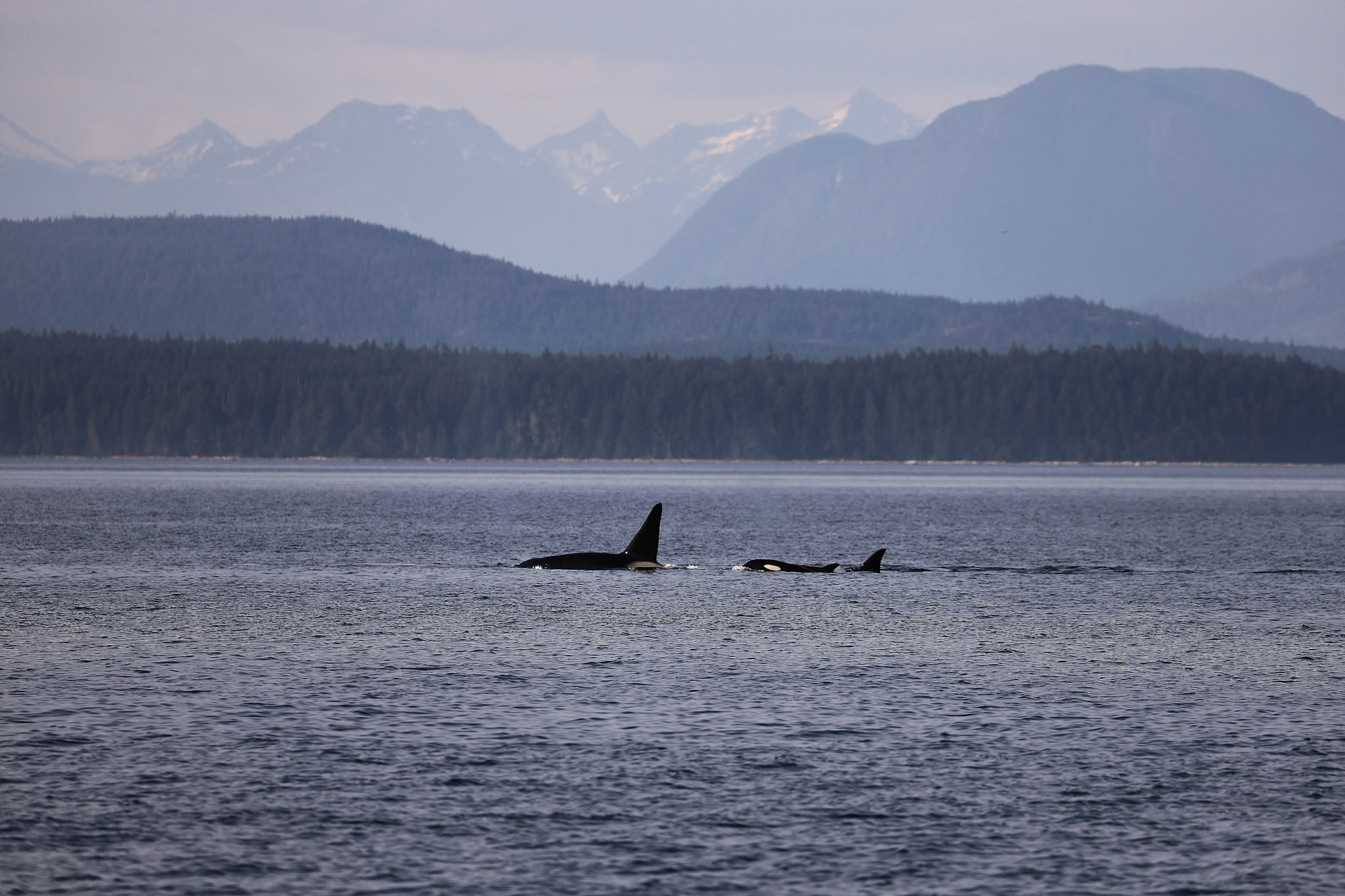 Pod of orcas