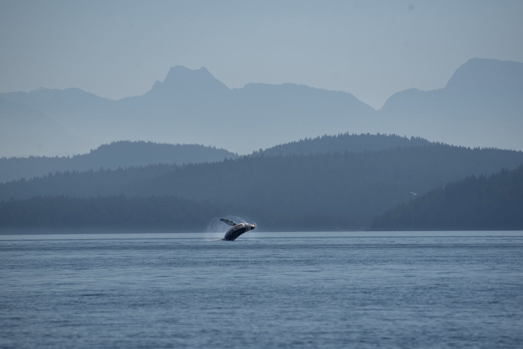 Humpback Whale breaching in the distance