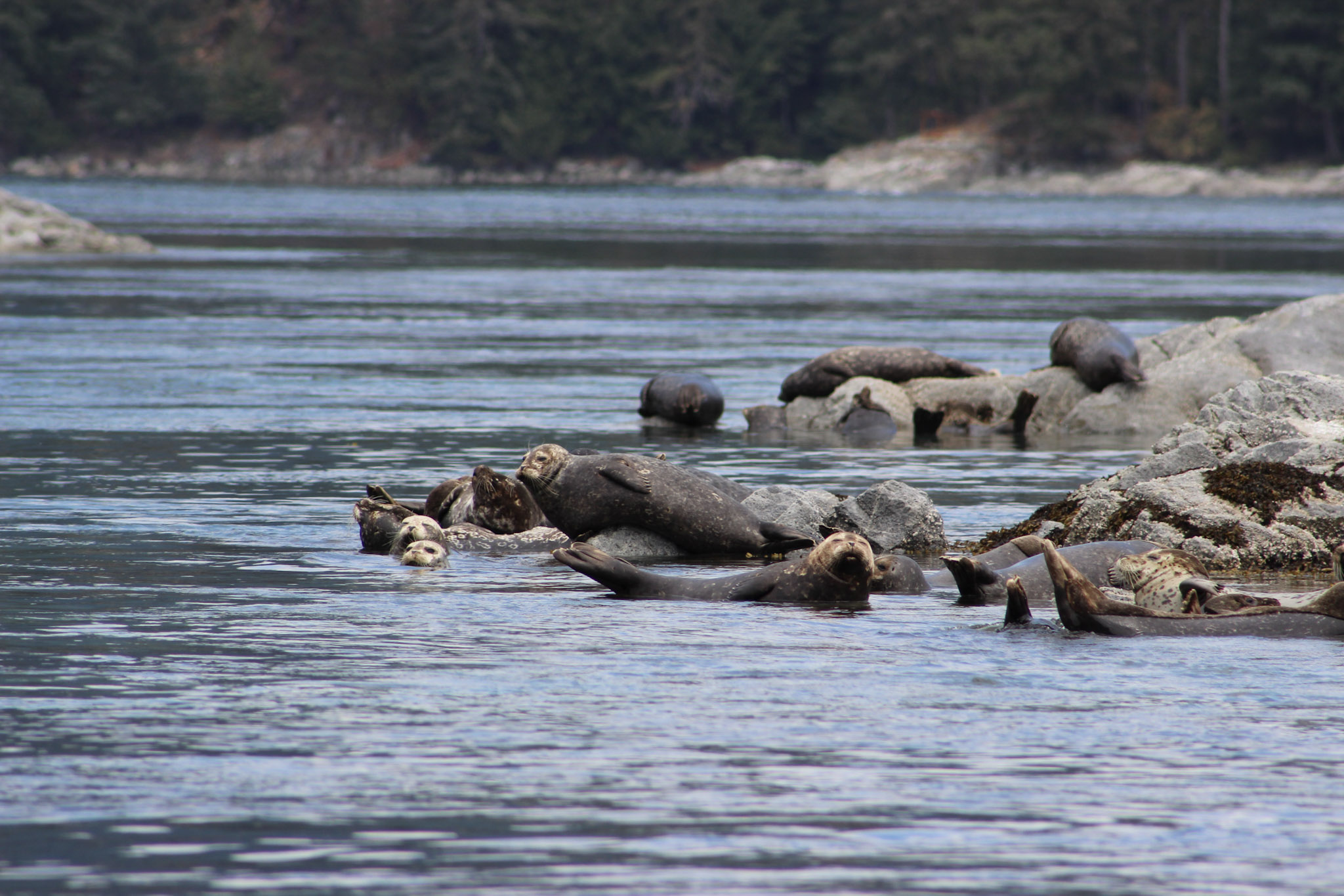 Seals on rocks
