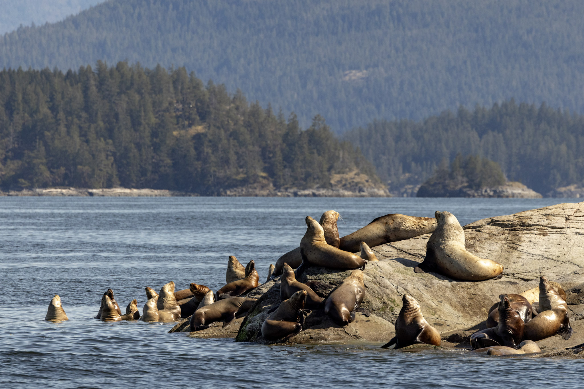 Sea Lions on a rock