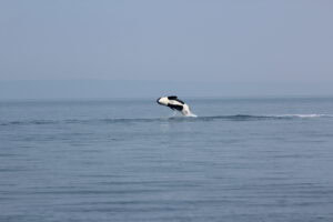 Orca breaching
