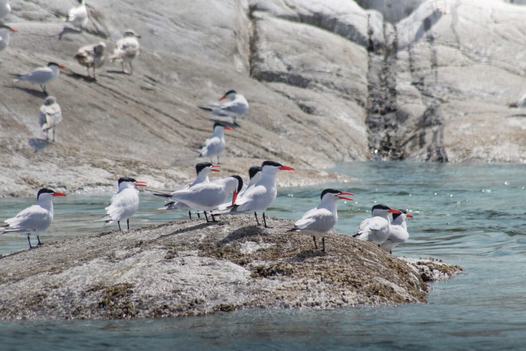 Caspian Terns on Centre Islet, their northernmost breeding colony on the west coast. (Photo by Rosalie Burauen)