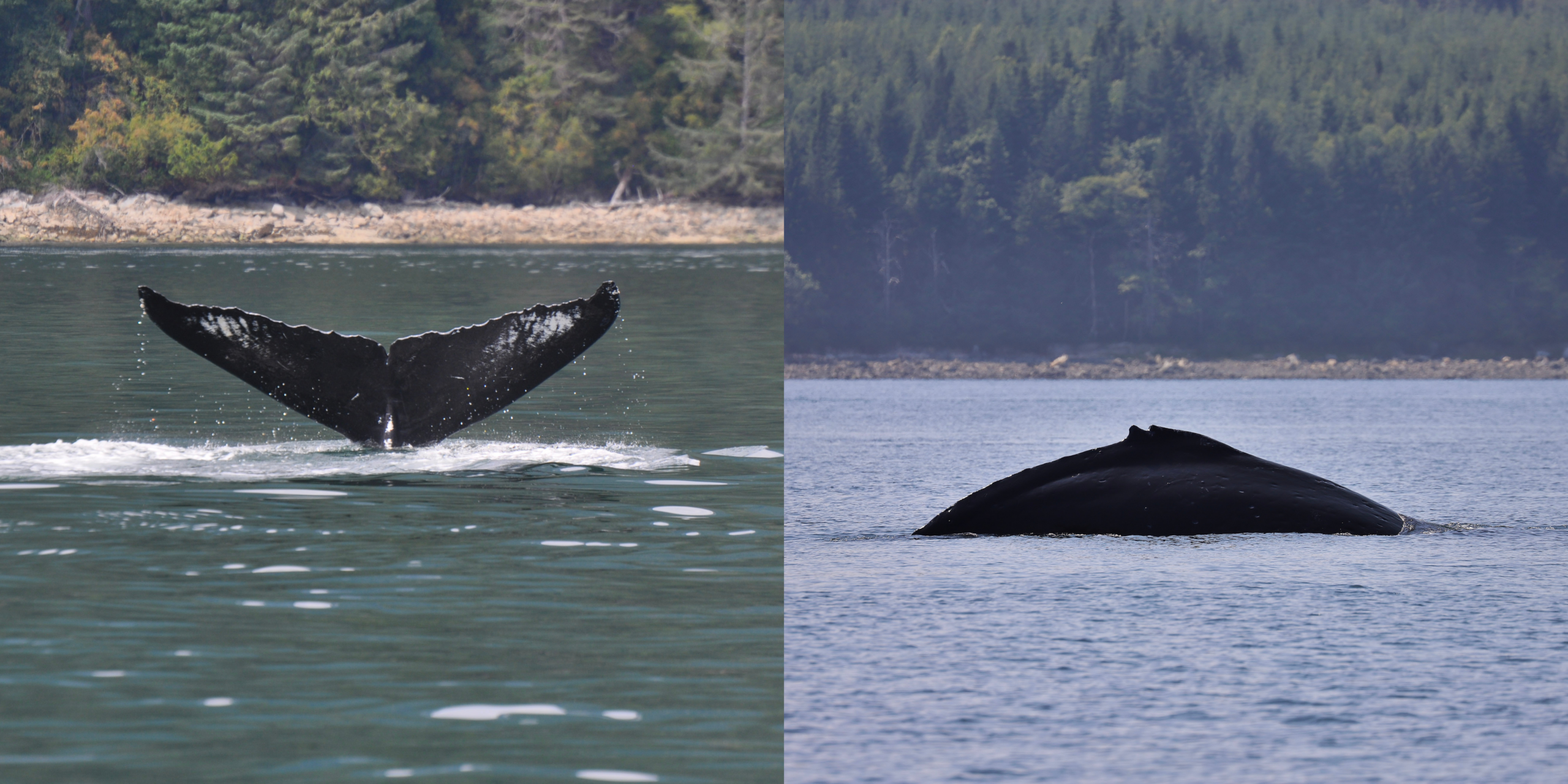 KC the humpback whale ID photos