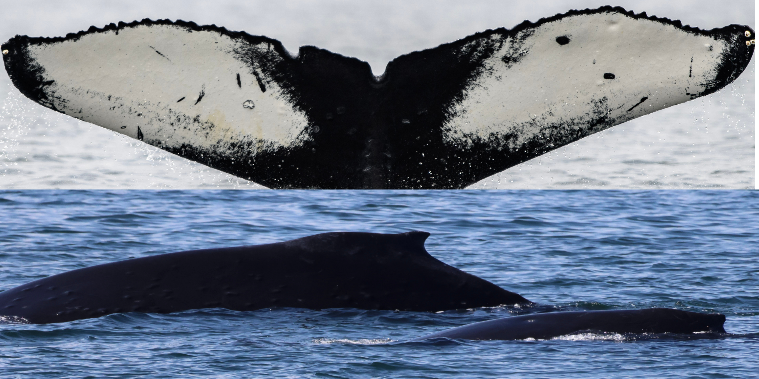 Apollo ID photos humpback whale