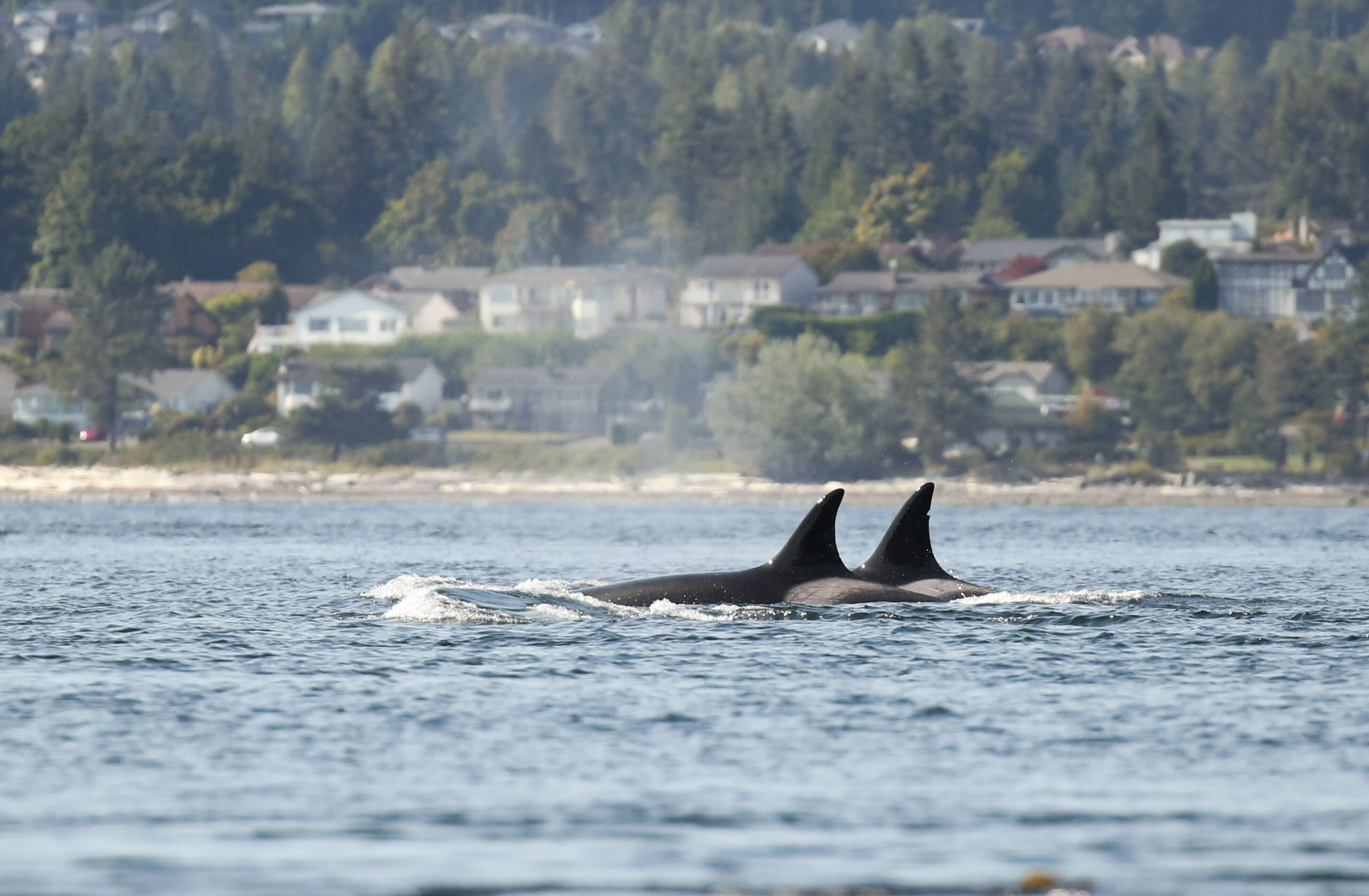 Two Killer Whales