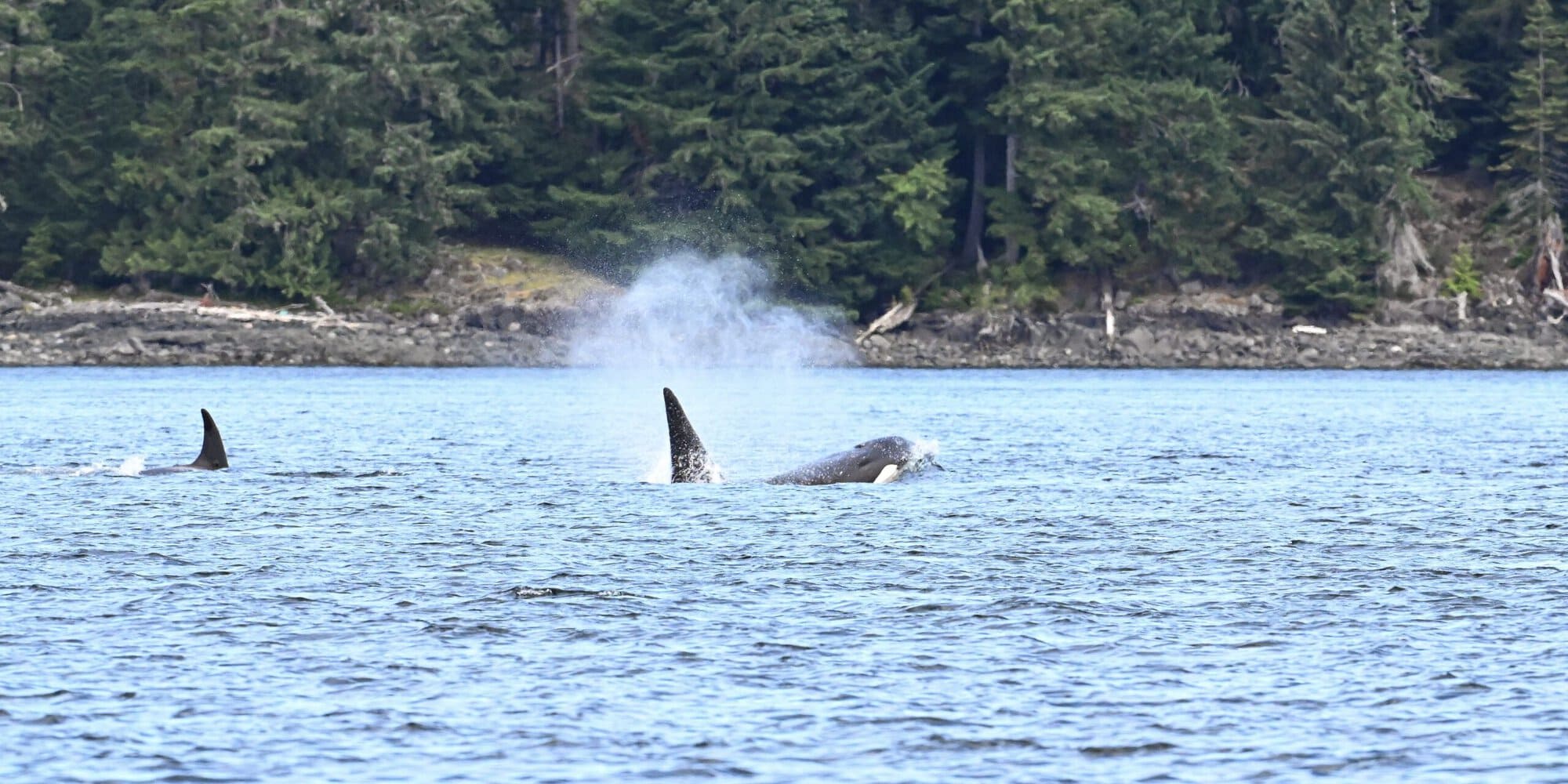 Pod of Orcas
