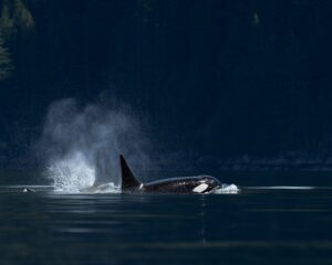 Orca