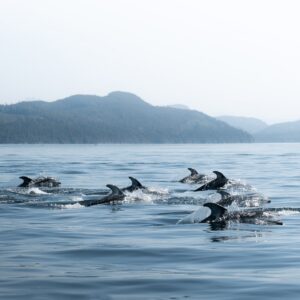 Dolphins