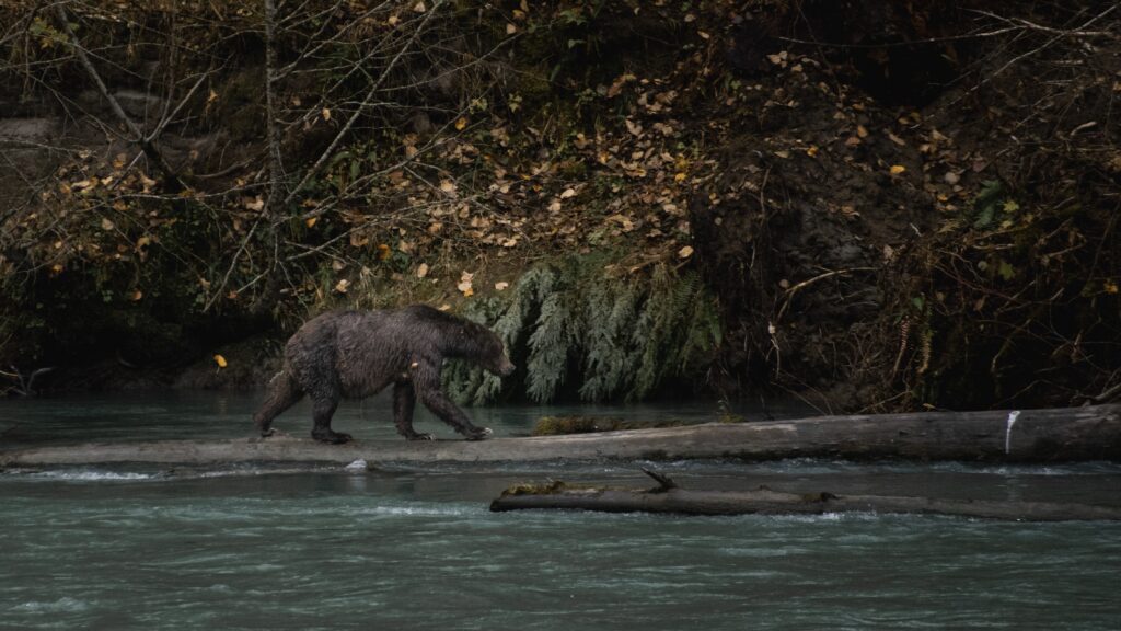 Grizzly walking along river.
