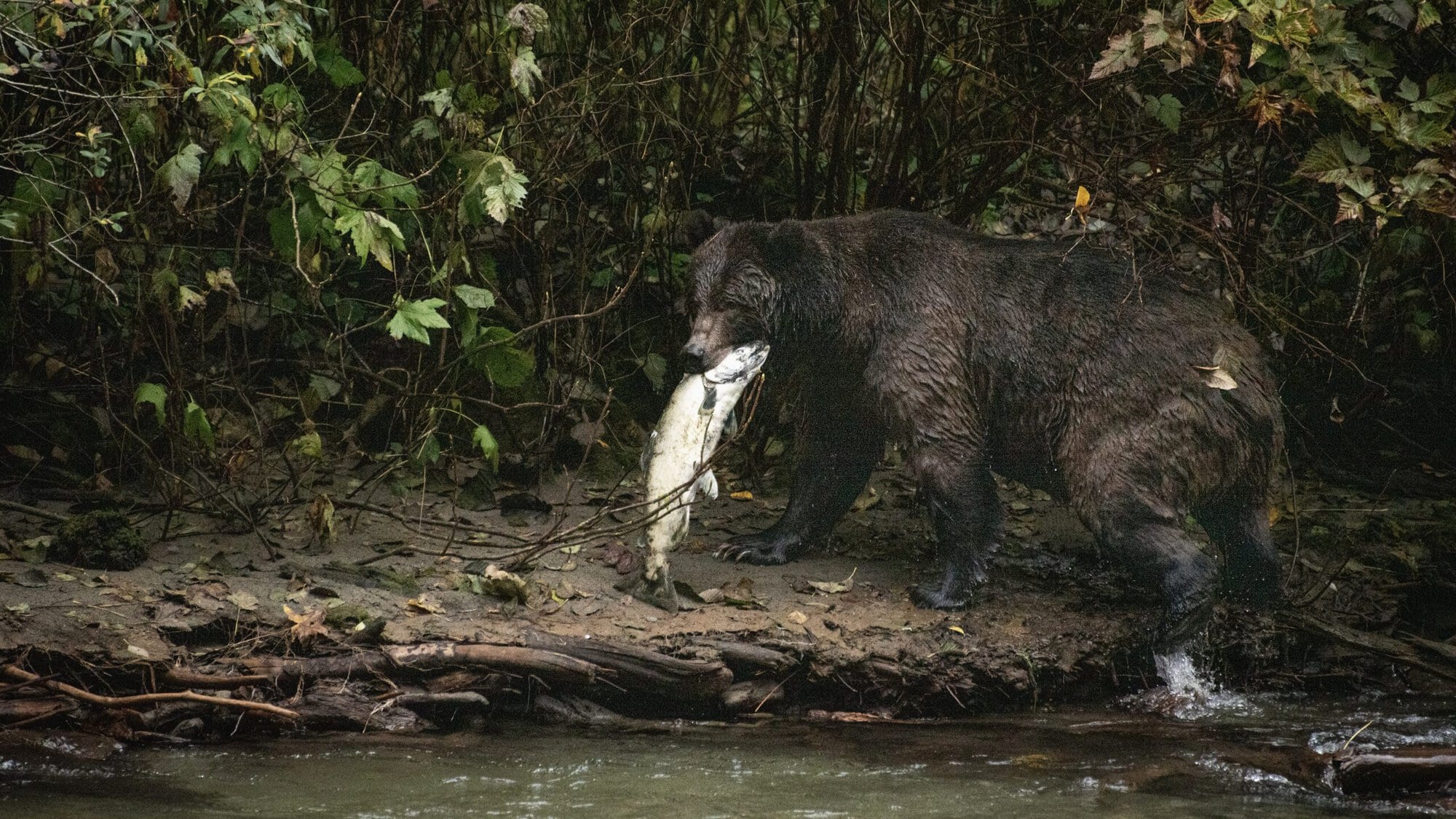 Grizzly with salmon in its mouth.