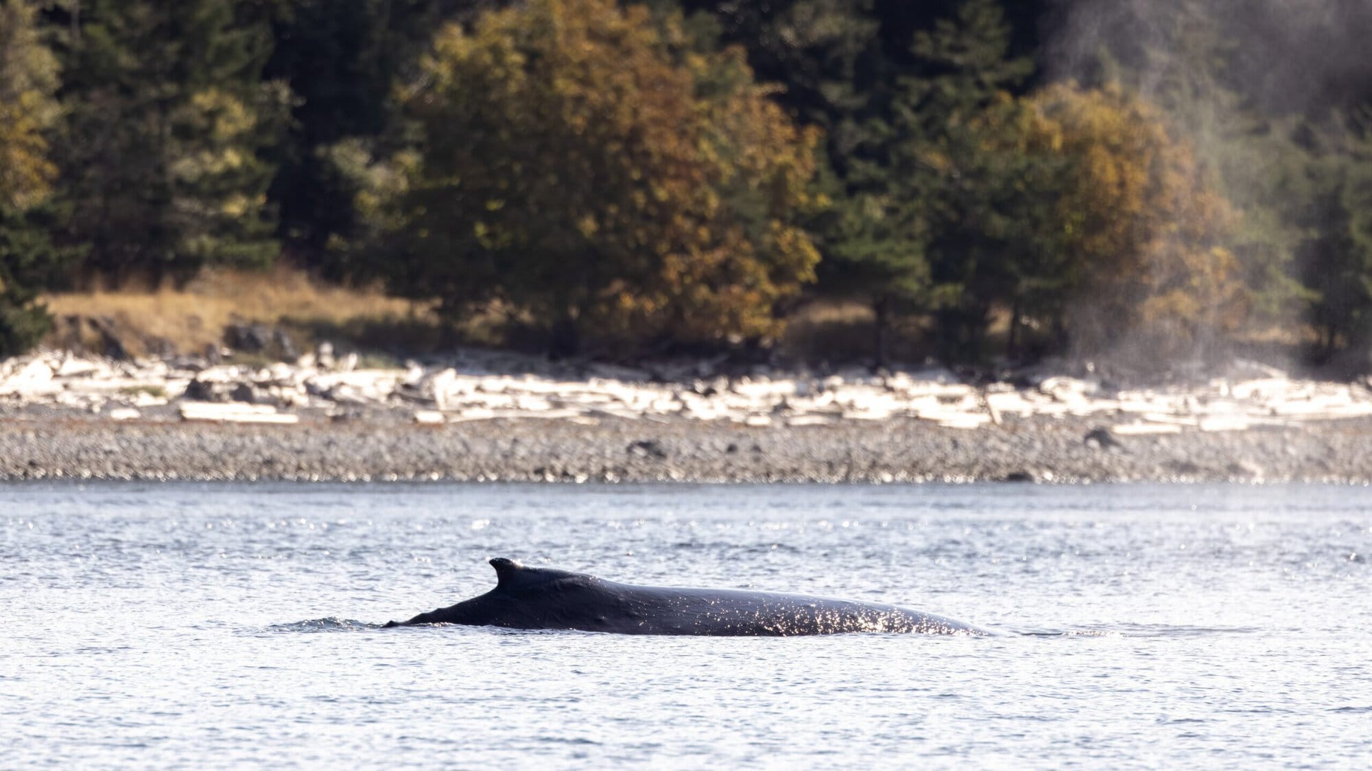 Humpback in ocean.