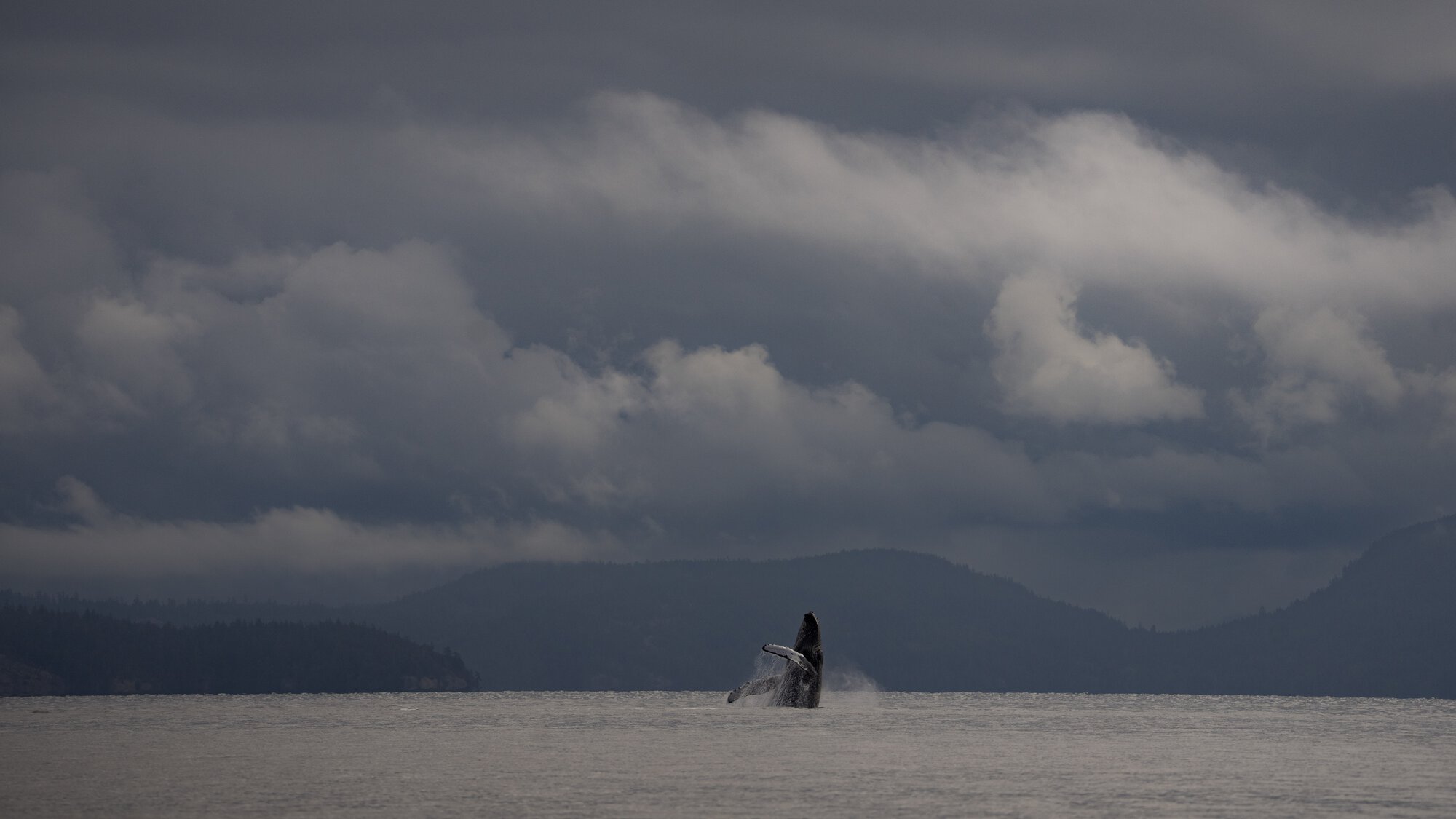 Humpback breaching in stormy weather