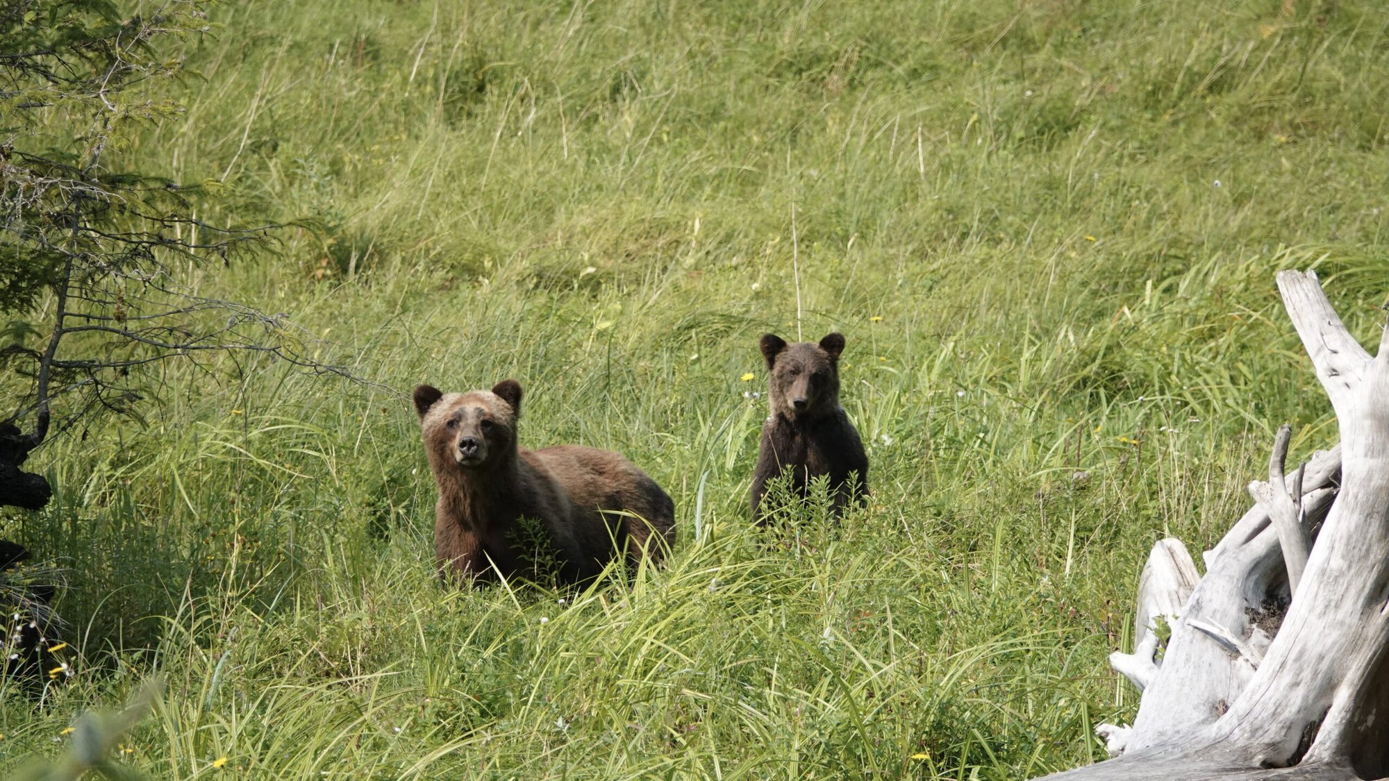 Two grizzlies in a grassy field