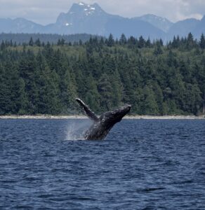 Humpback whale breaching