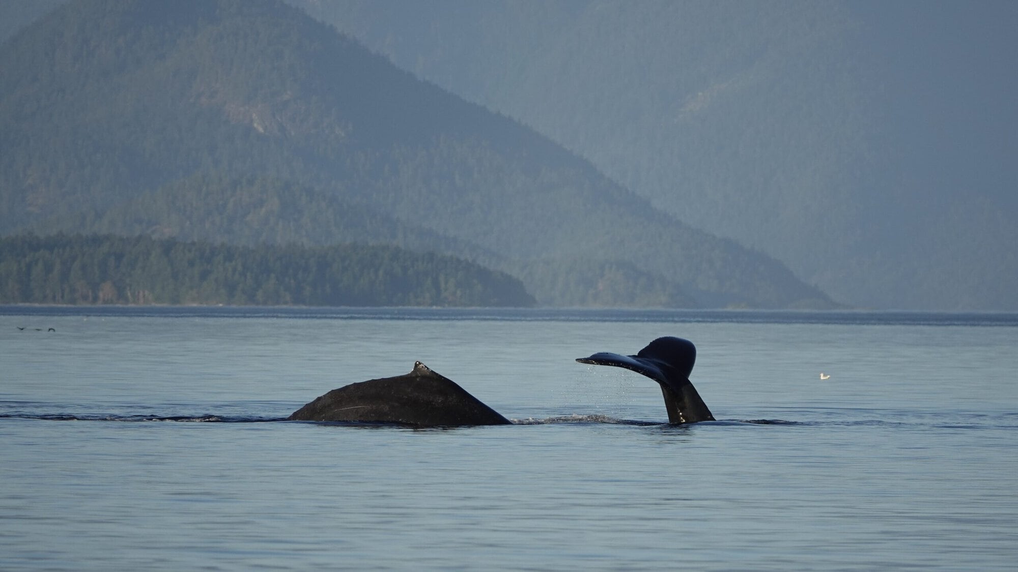 Humpback whale about to dive.