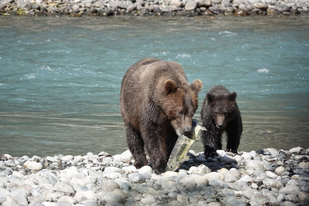 Grizzly bear mother carrying a salmon with her cub beside her on a river bank near Campbell River, BC