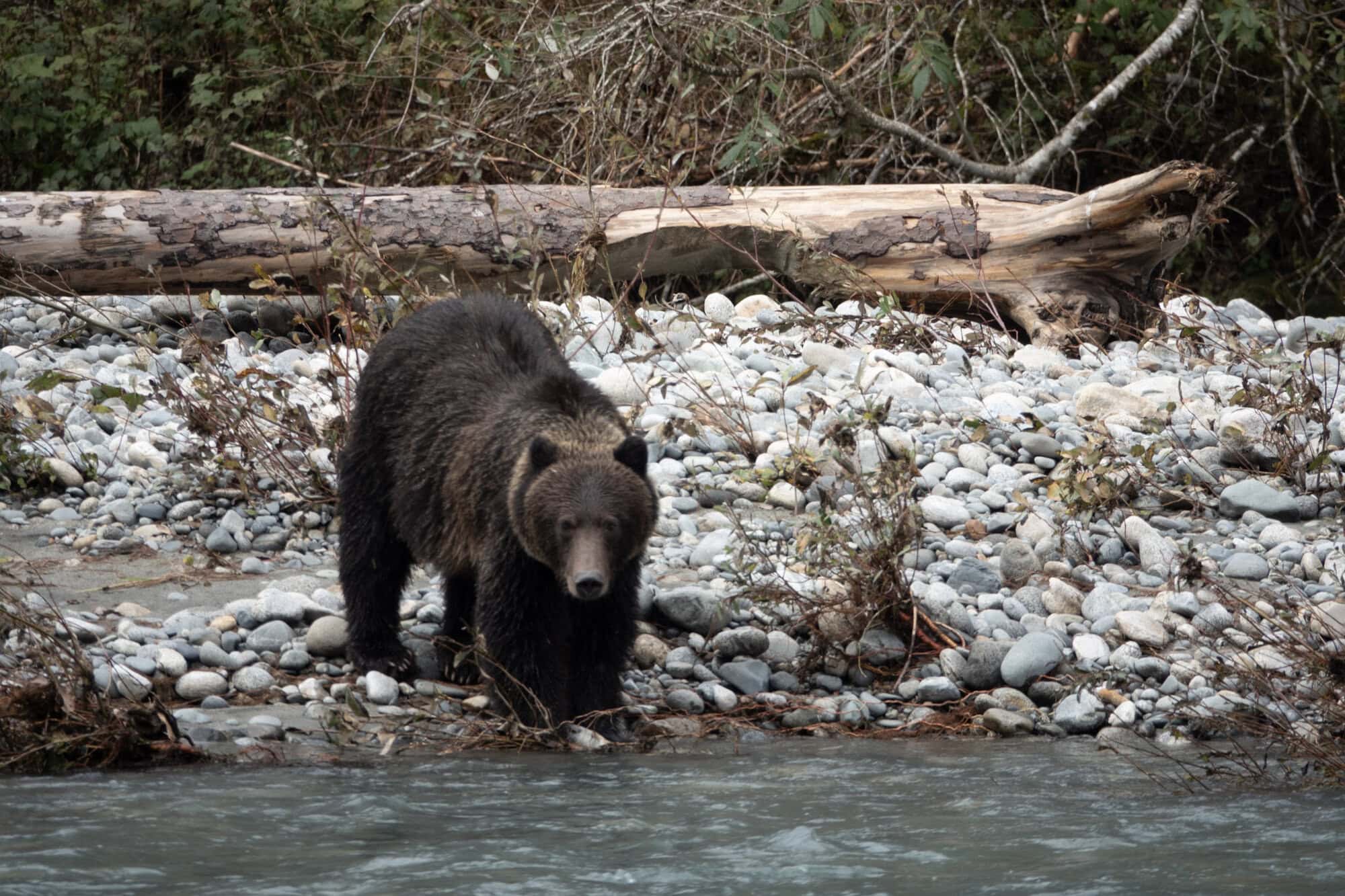 Dark grizzly bear standing on a rocky river bank by a fallen log, looking toward the camera