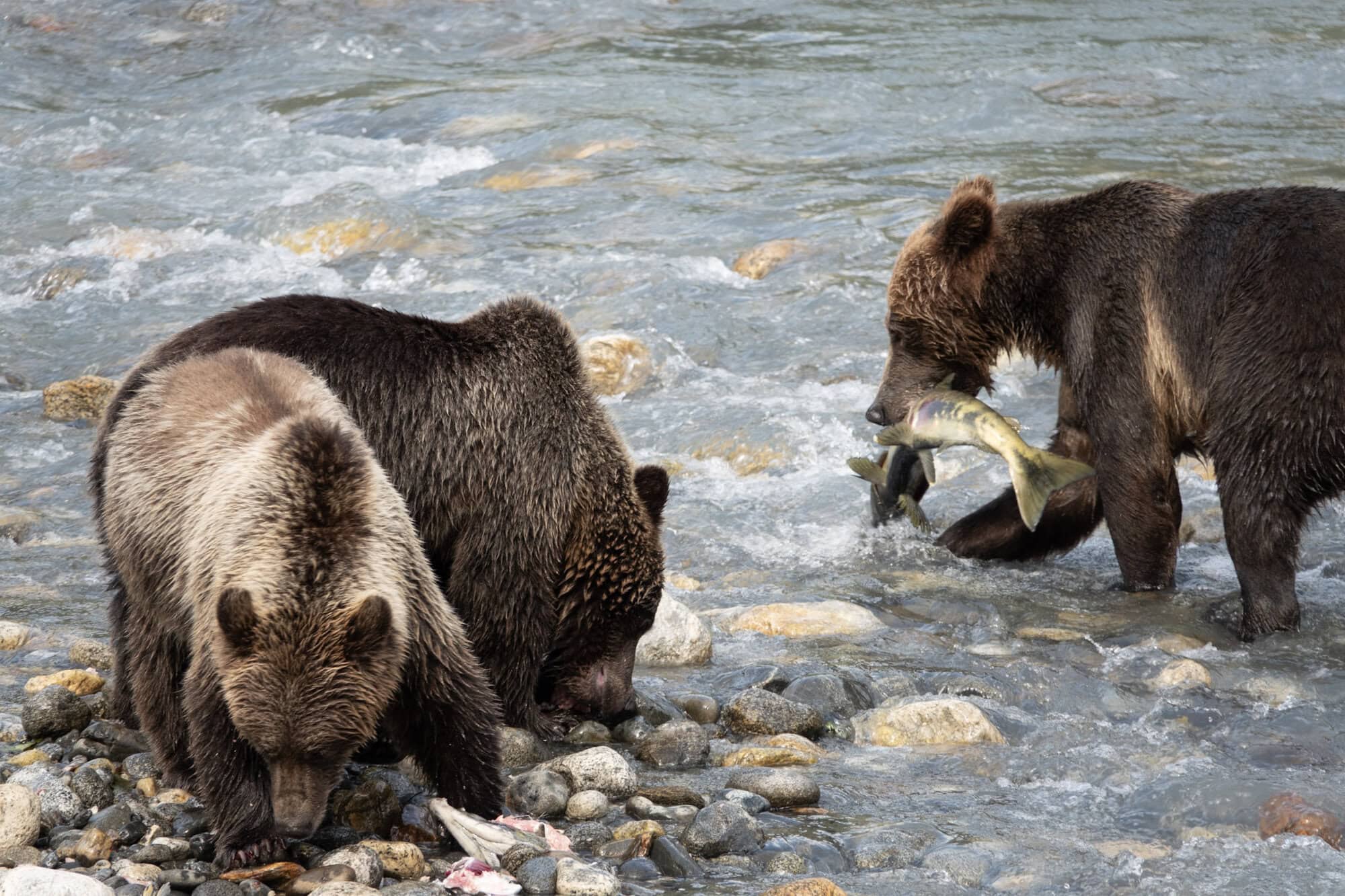 Three grizzly bears feeding on salmon in a fast-flowing river on the BC coast