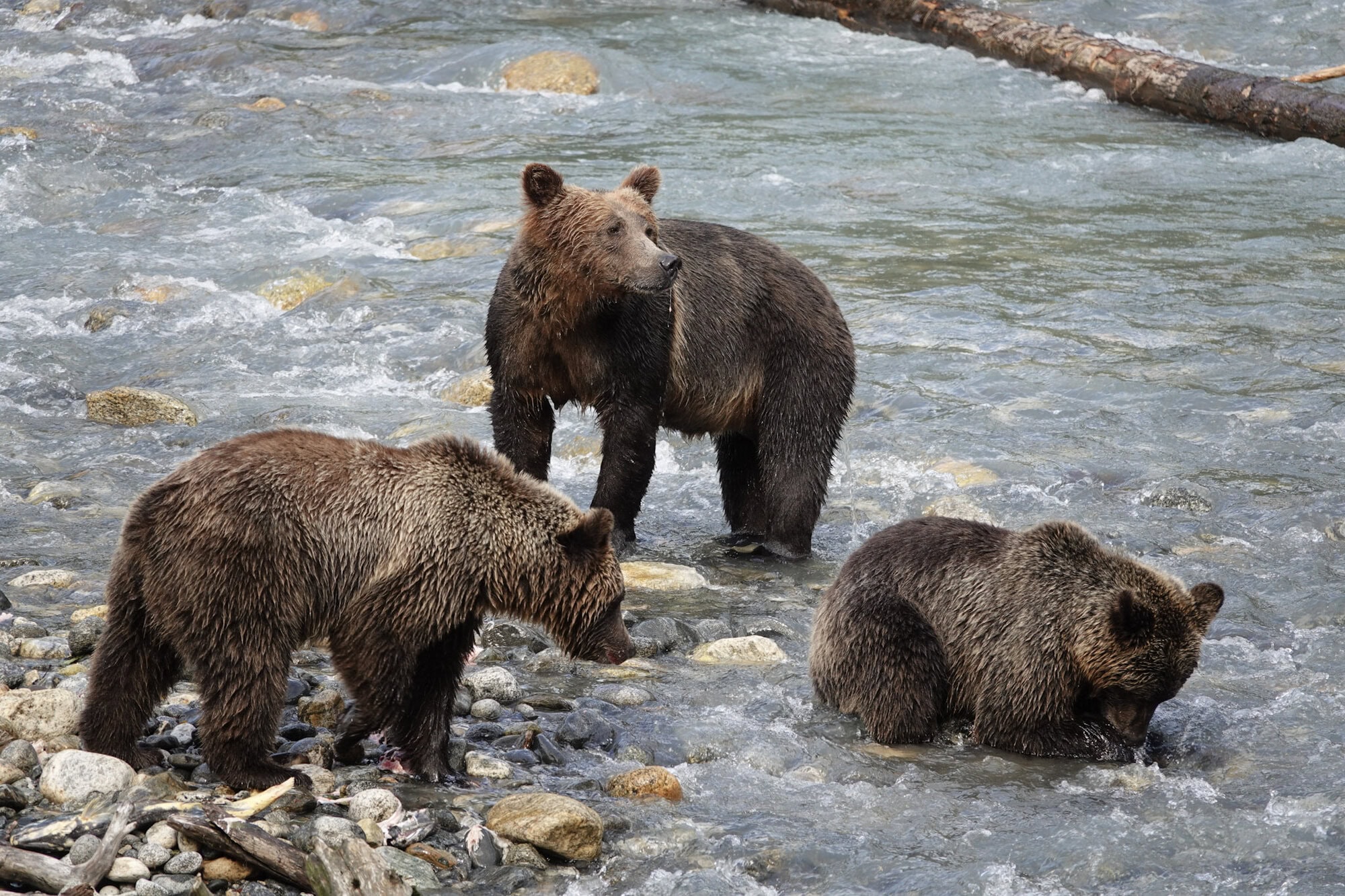 Three young grizzly bears searching for salmon in a shallow river in a mainland BC inlet