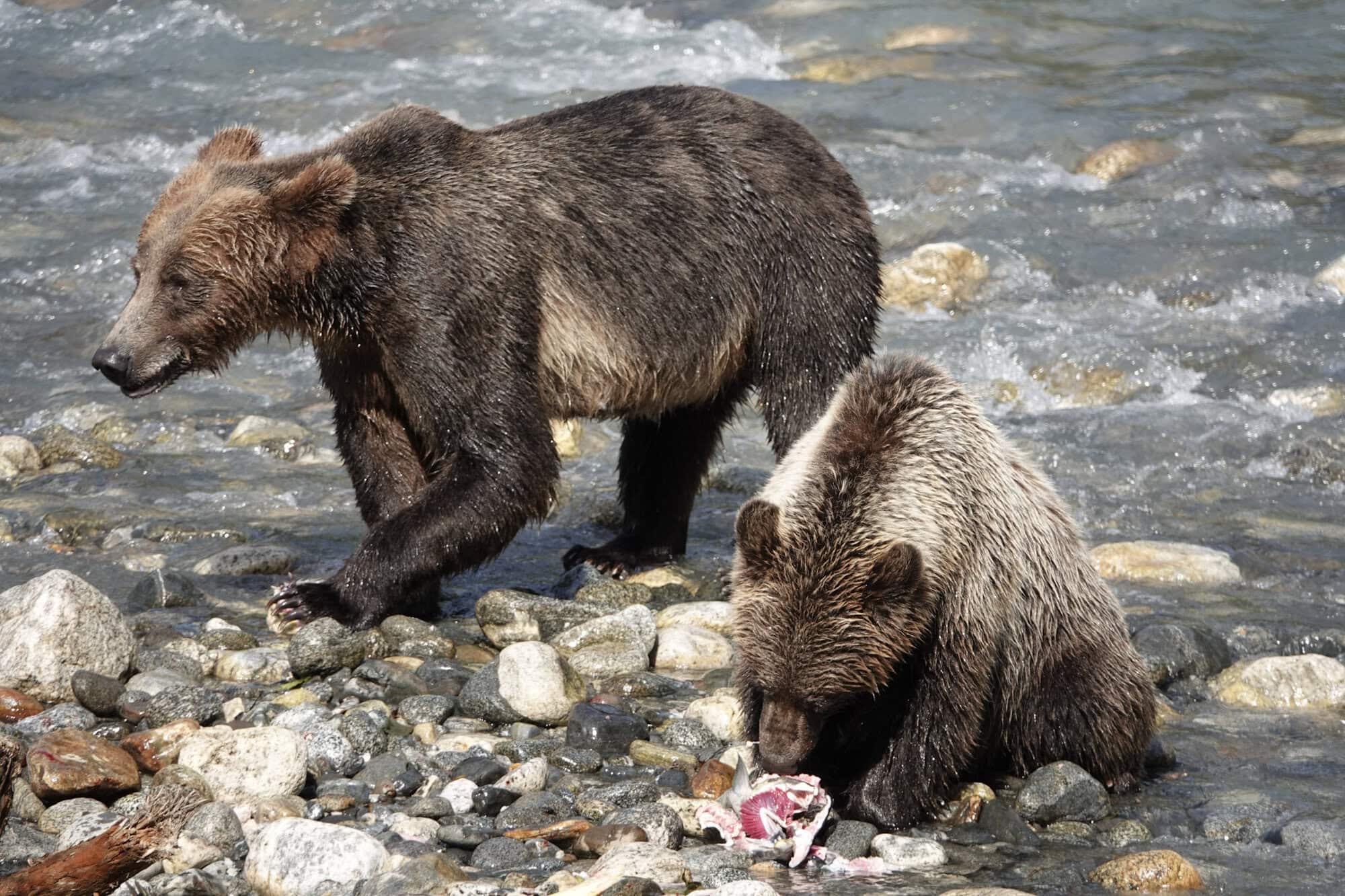 Grizzly bear cub eating a salmon on the river rocks while its mother walks past