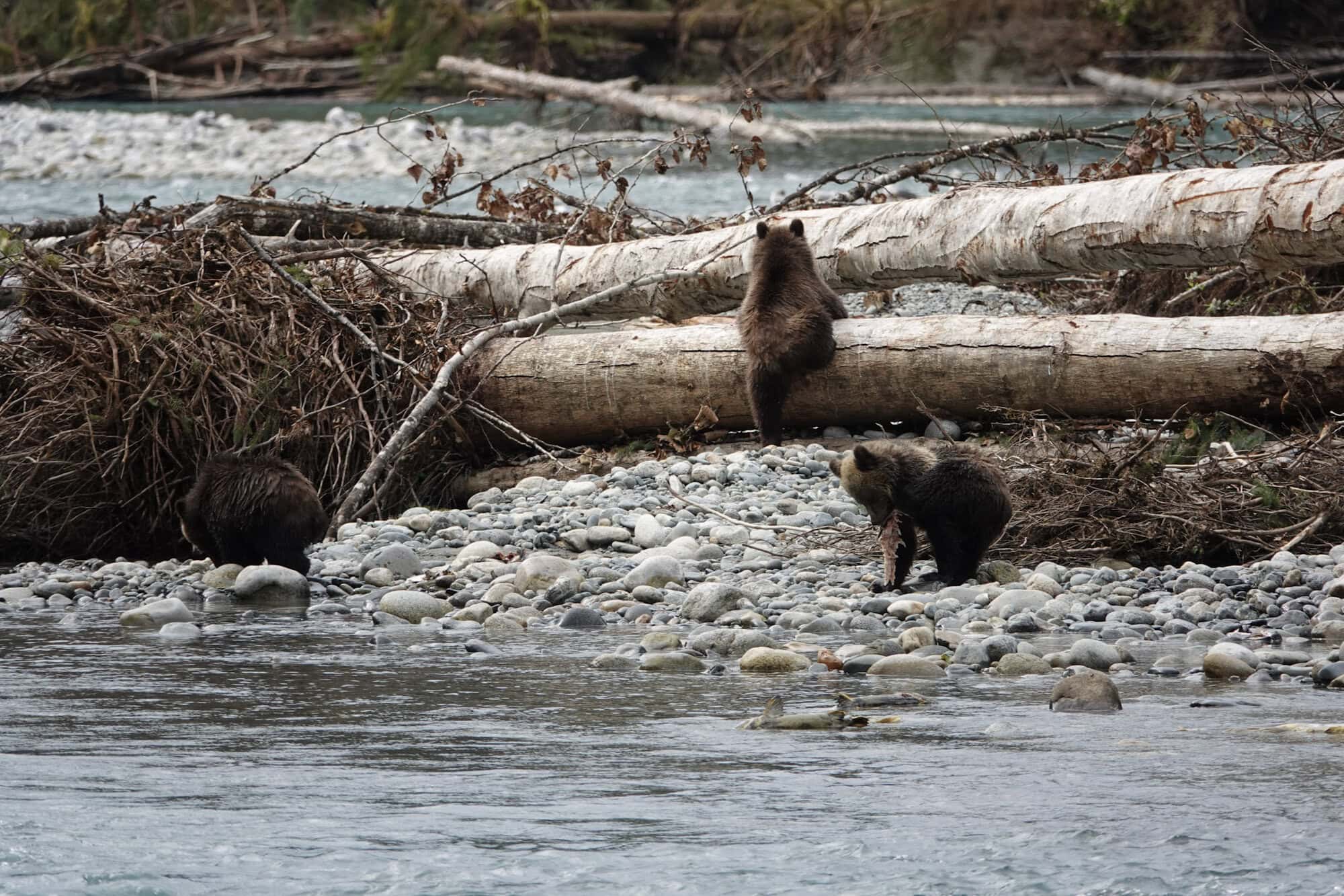 Three grizzly bear cubs exploring a river bank, one climbing over a fallen log Near the FAQ or the call to book 7 Route map map-campbell-river-bute-toba-inlet-grizzly-tours.png Grizzly bear tour routes from Campbell River Map showing boat routes from Campbell River on Vancouver Island to Bute Inlet and Toba Inlet for grizzly bear tours