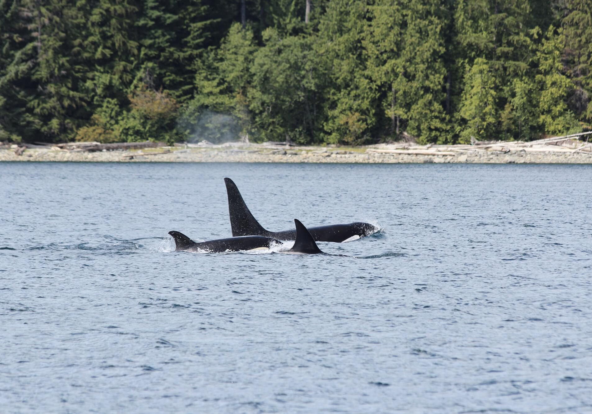 A group of three killer whales swimming in the ocean in Canada. There are trees in the background.