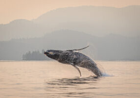 breaching humpback whale