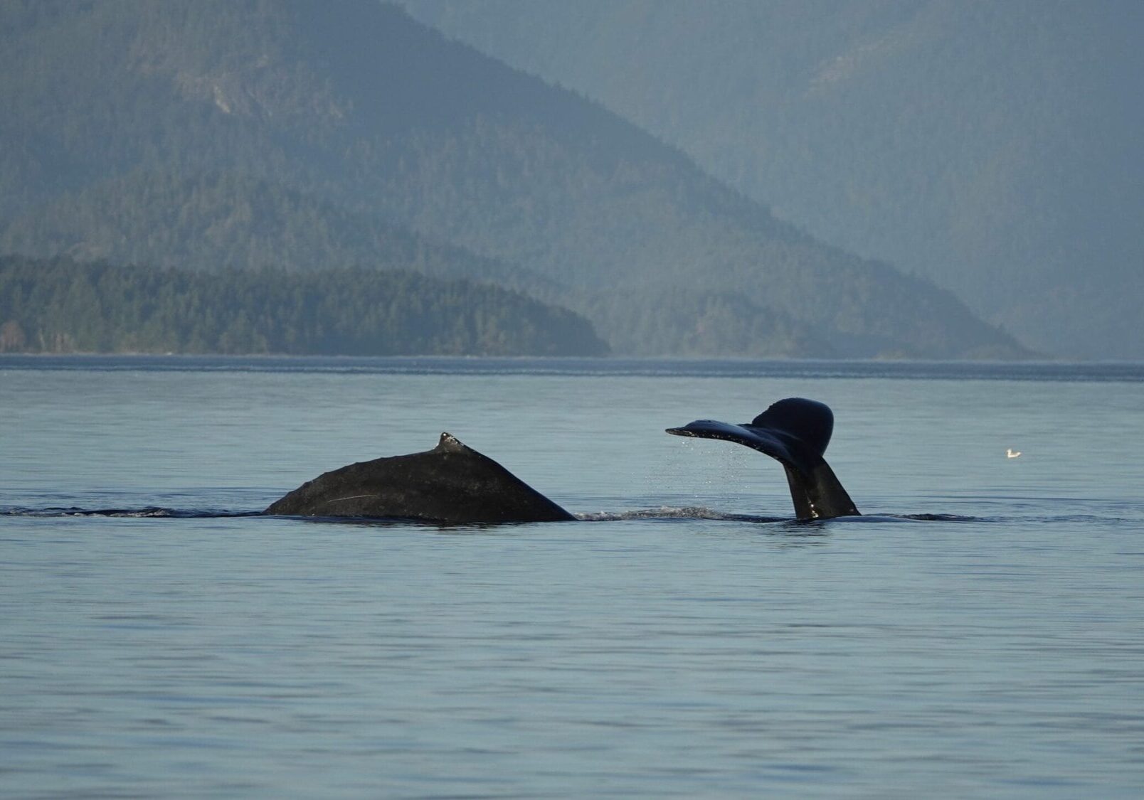 two humpback whales are diving under the water. one whale is showing its fluke while the other is showing its fin and back