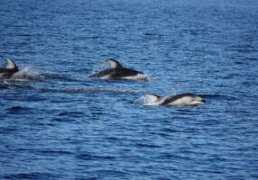 Pacific White Sided Dolphins