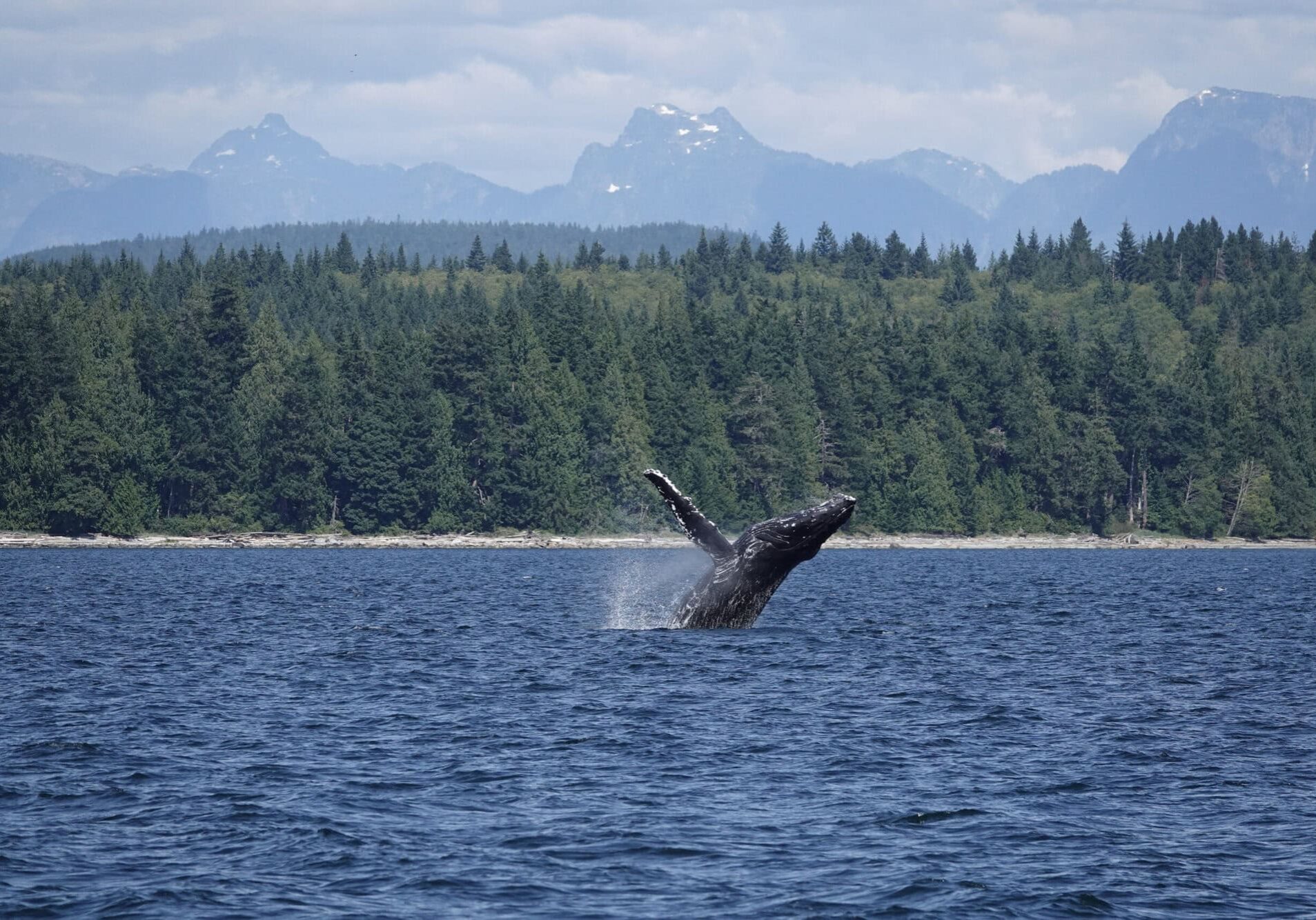 Humpback Whale breaching