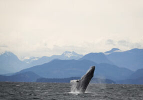 Humpback Whale Breaching