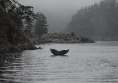 Humpback Whale Fluke in fog